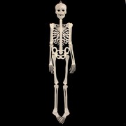 Party Decoration - Glow In The Dark Skeleton 3Ft Pk1 