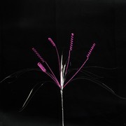 Pick Onions Curl Hot Pink Pk1 
