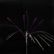 Pick Onions Curl Purple Pk1 