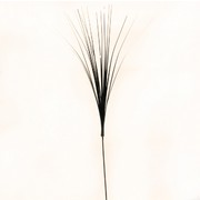 Foil Grass Party Pick Onions - Black Pk1 