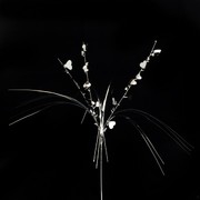 Pick Onions Heart Silver Pk1 