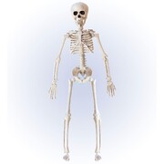 Poseable Skeleton Halloween Decoration 40cm
