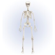 Posable Jointed Skeleton 90cm Halloween Decoration - Plastic Skeleton