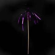 Palm Picks Pk100 (Assorted Colours)