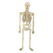 Plastic Skeleton Halloween Decoration 32cm - Flat Back Hanging Skeleton