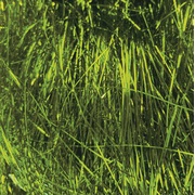 Metallic Green Tinsel Shred 30g (Pk 1)