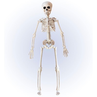 Poseable Skeleton Halloween Decoration 40cm