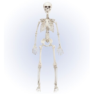 Posable Jointed Skeleton 90cm Halloween Decoration - Plastic Skeleton